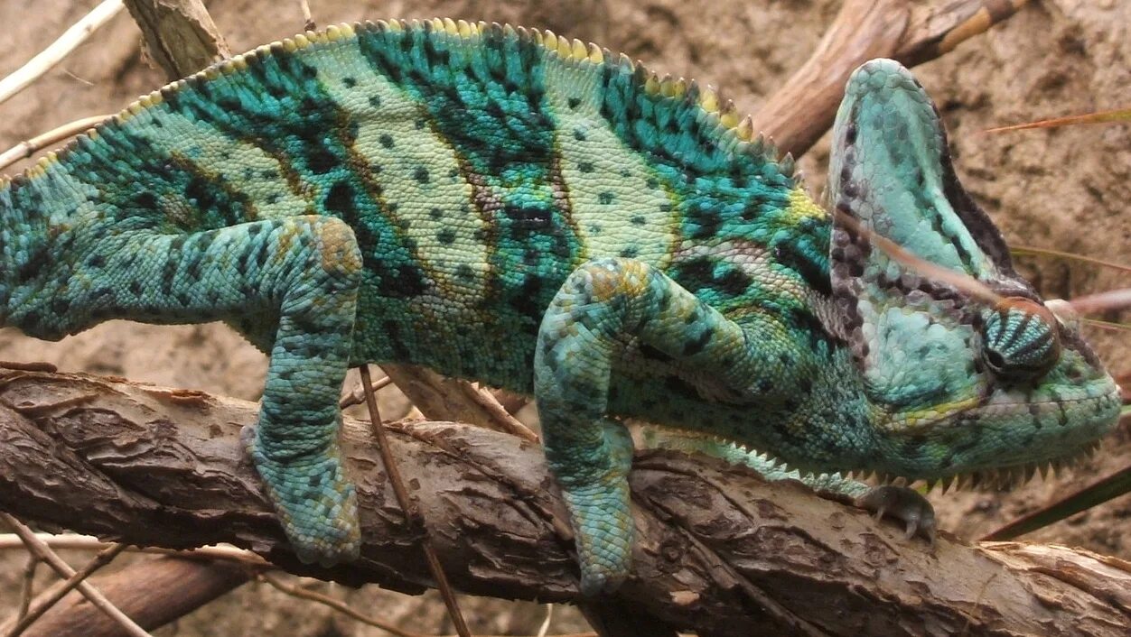 Как маскируется хамелеон. Veiled chameleon. хамелеон замаскировался фото. boston chameleon 5x25. домашний хамелеон замаскировался фото.