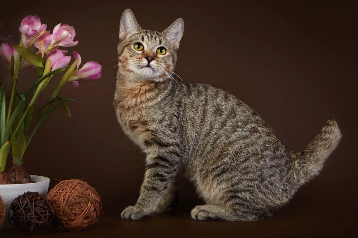 Пинки боб порода кошек. Пиксибоб. Пиксибоб кошка. Пиксибоб котята. Котята пиксибоб.