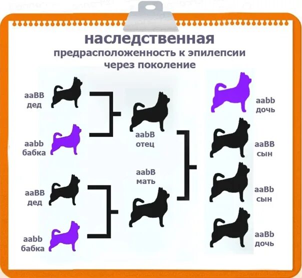 Эпилепсия наследственное. Наследование эпилепсии у собак. Генетическое наследование собаки. Генетическая эпилепсия. Генетическая эпилепсия у собак.