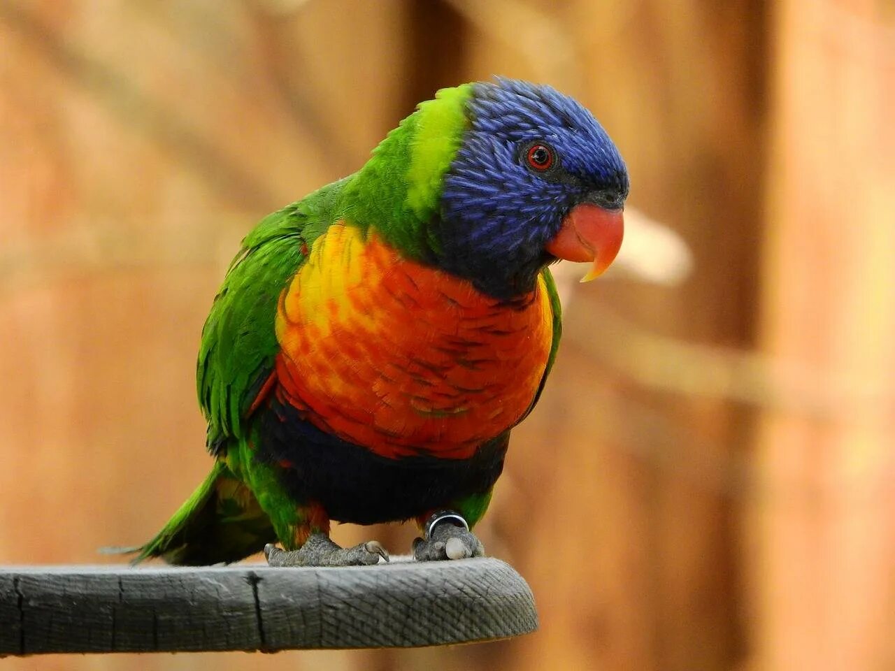 Лорикет попугай. Язык лори. Язык лори. Щеткоязычные попугаи. Язык лори.