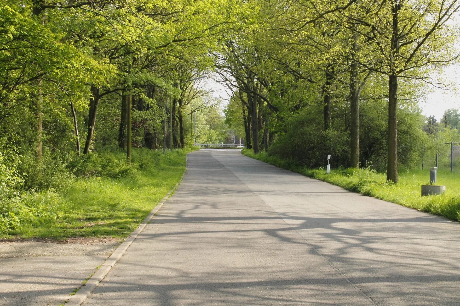 Street trees. Улица с деревьями. Улица парк деревья. Улица парк дорога. Фон улицы.