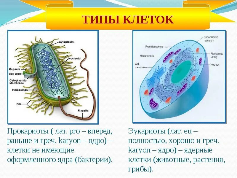 Клетки прокариот не имеют ядра