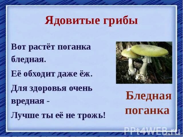 План о ядовитых грибах. Сообщение о ядовитых грибах. Ядовитые грибы 2 класс. Ядовитые грибы доклад 3 класс.