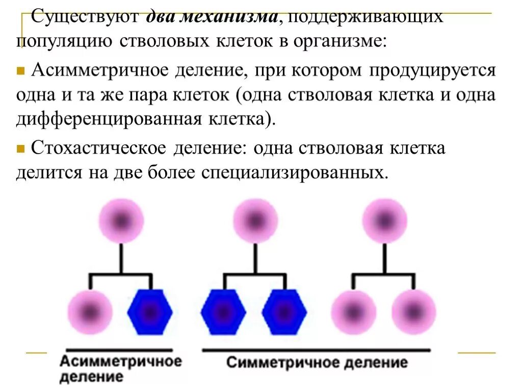 Асимметричное и симметричное деление стволовых. Стволовые клетки деление. Стохастическое деление стволовых клеток. Деление стволовых клеток