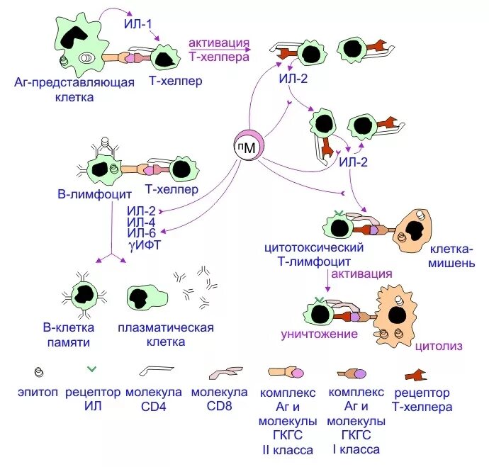 Цитотоксический иммунный ответ. Дифференцировка т лимфоцитов иммунология схема. Схема иммунного ответа лимфоциты. Схема клеточного иммунного ответа. Th1 иммунный ответ.