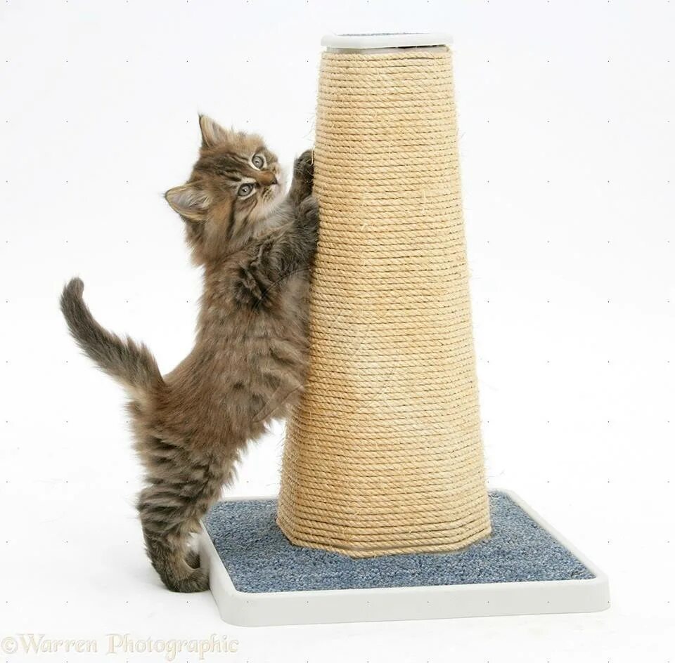 Валберис когтеточка для кошек. Когтеточка Trixie (48001). Rurri когтеточка. Угловая когтеточка для кошек.