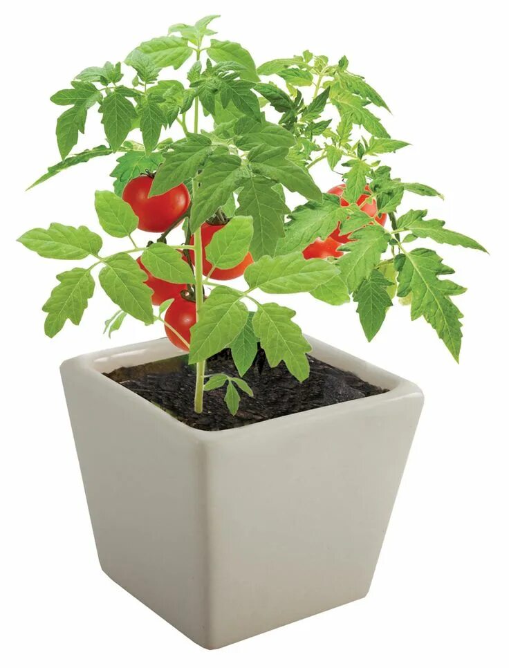 Tomato grow