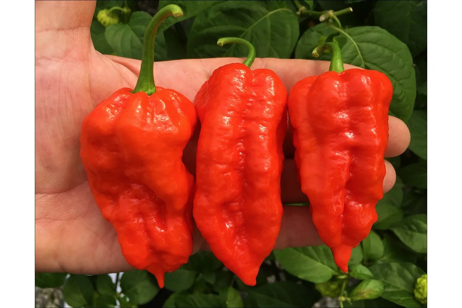 Как называется самый острый в мире перец. Bhut jolokia red. перец гигант красный. красный гигант сорт перца. самый острый перец в мире.