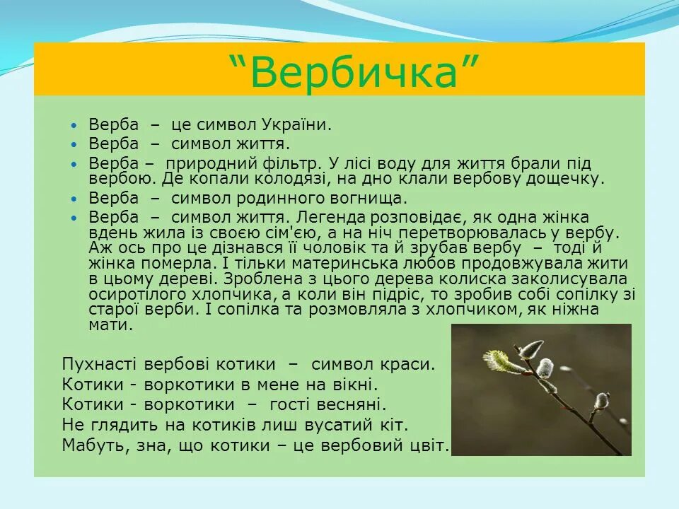 С чем можно сравнить вербу. Легенда о вербе. Верба интересные факты для детей. Символы Украины Верба. Верба символ.