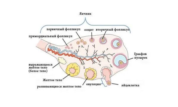 2 в яичниках образуются. Схема развития фолликулов яичника. Схема развития фолликулов яичника овуляция образование желтого тела. Стадии развития фолликула схема. Цикл созревания яйцеклетки.