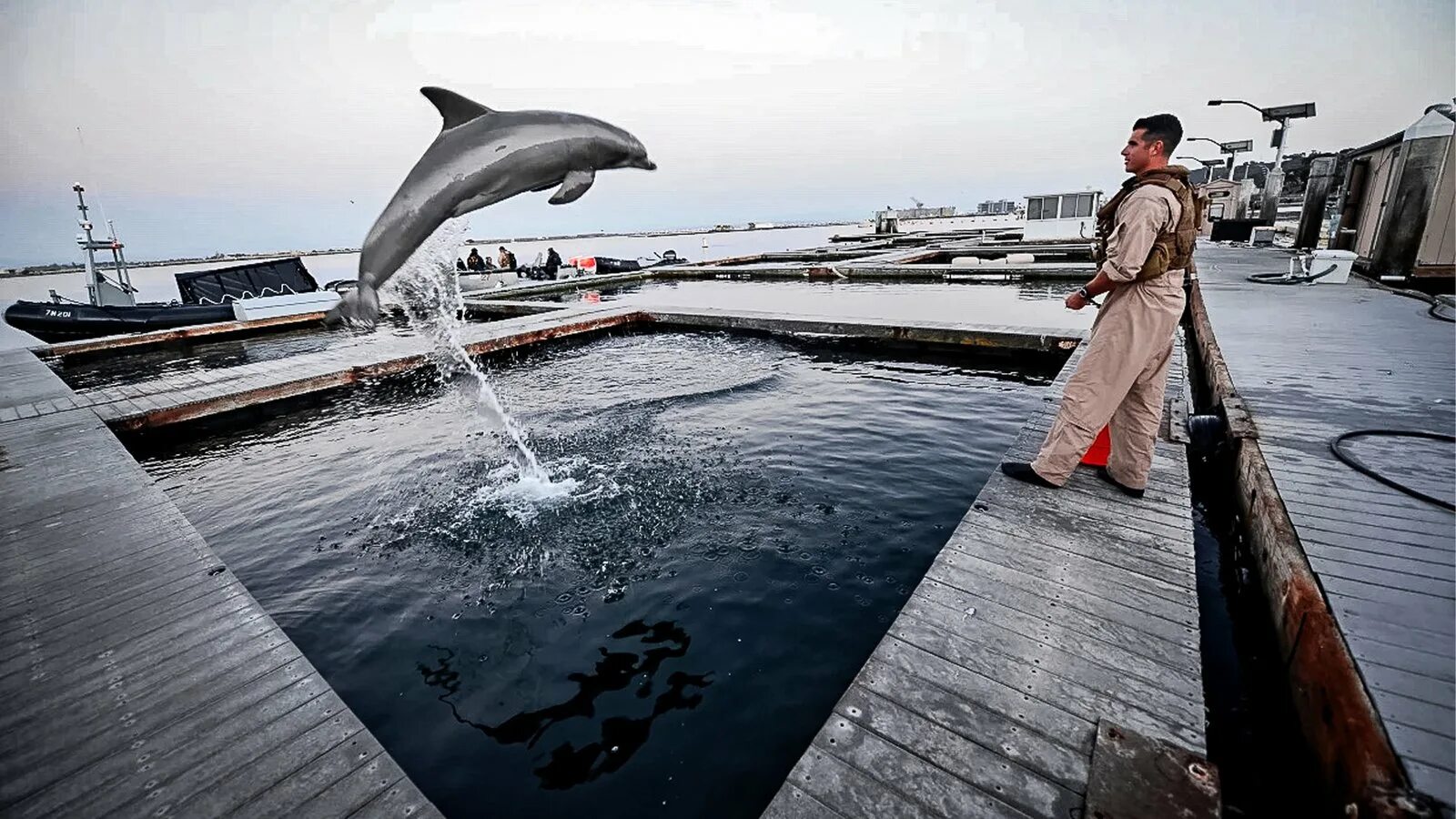 Дельфины террористы. Дельфин камикадзе. Боевой Дельфин. Боевые дельфины в Севастополе. Дельфины в военных целях.