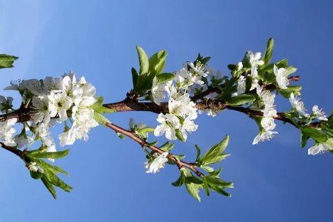 Как цветет слива