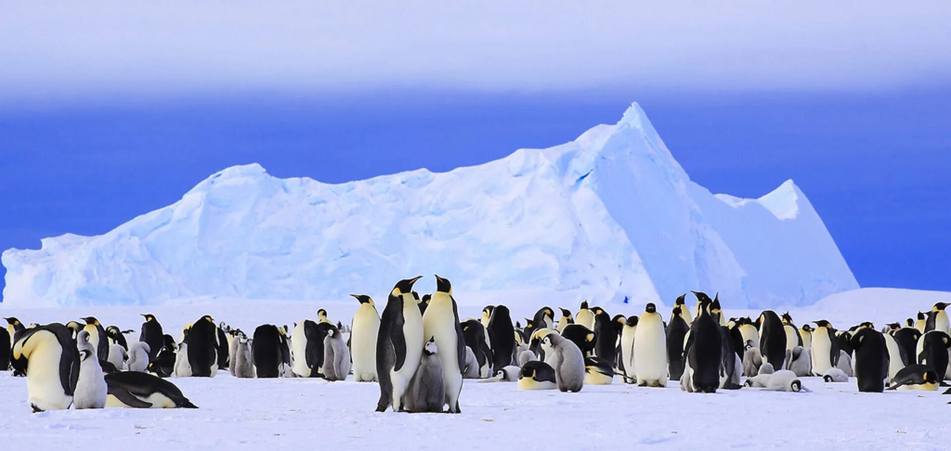 Пингвины живут на южном. Антарктида материк пингвины. Арктика Антарктика Антарктида. Северное сияние в Антарктиде с пингвинами. Южный полюс Антарктида.