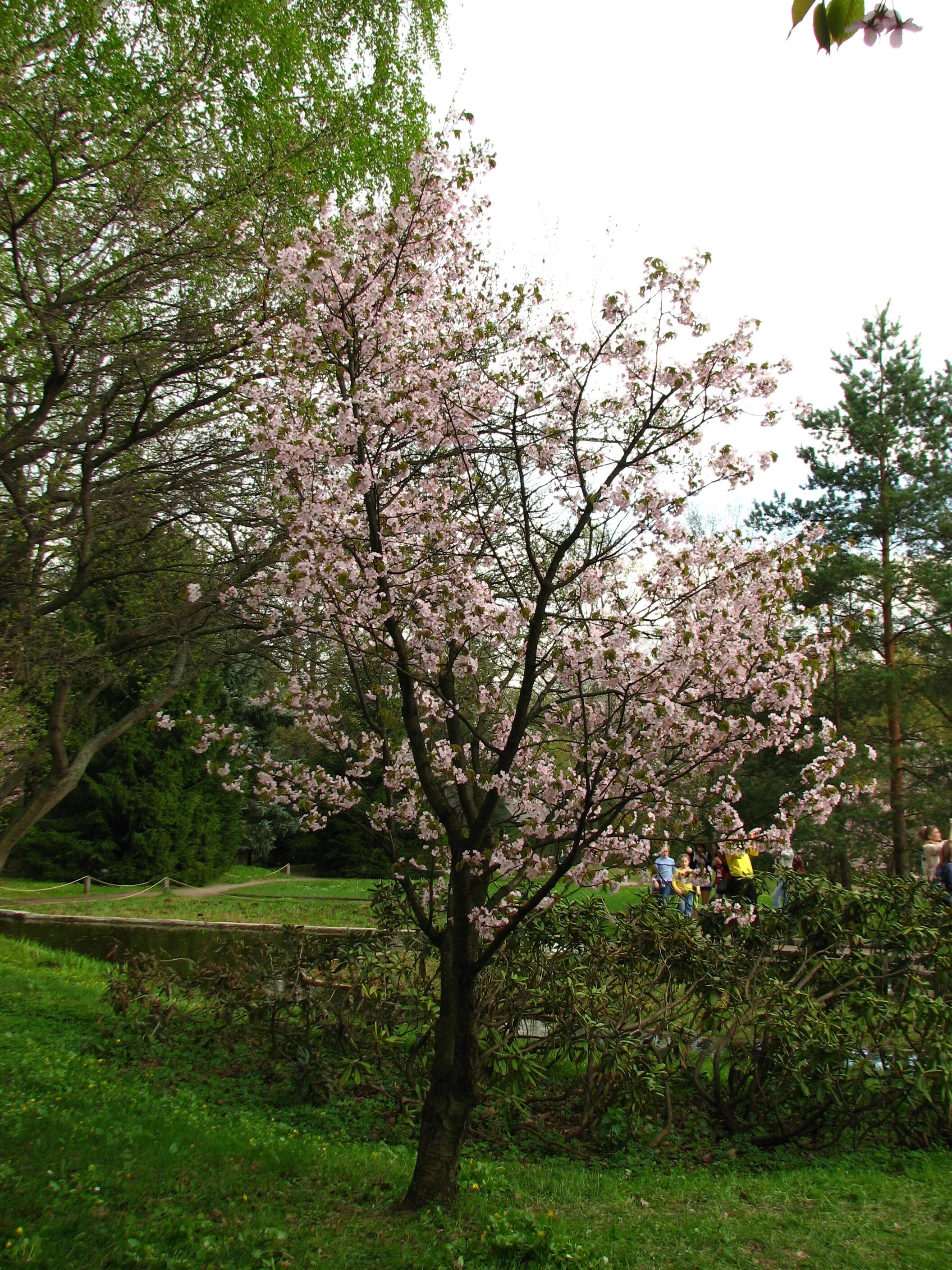 Вишня саржента описание и фото Prunus Sargentii Charles Sargent Cherry Tree
