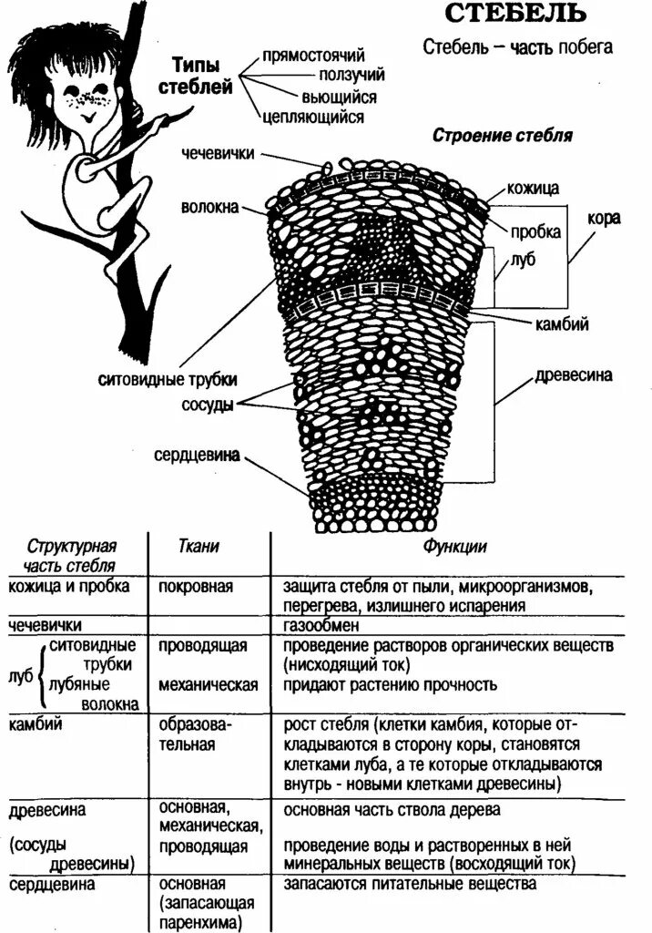 Какие функции выполняет ствол. Внутренние части стебля функции внутренних частей стебля. Схема внутреннего строения стебля дерева. Структура древесного стебля схема. Схема внутреннего строения стебля растения-.