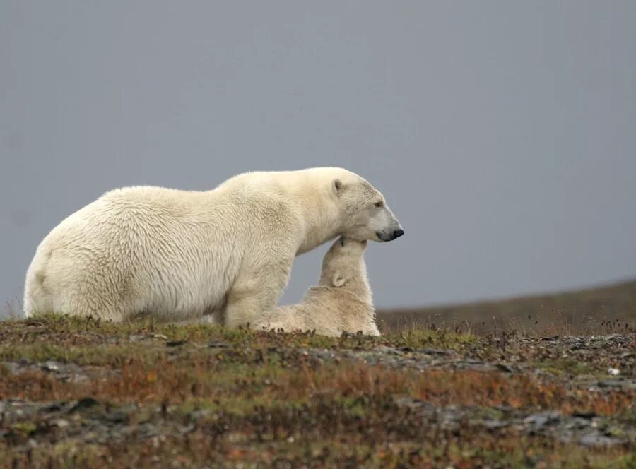 остров врангеля. остров врангеля. арктический заповедник остров врангеля. животные острова врангеля. арктика остров врангеля овцебык.