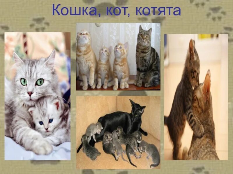 День кошек презентация. День кошек презентация 1 класс. День кошек презентация. Всемирный день кошек 8 августа. Всемирный день кошек.