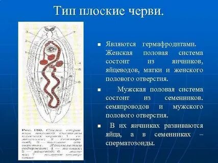 Гермафродит половая система