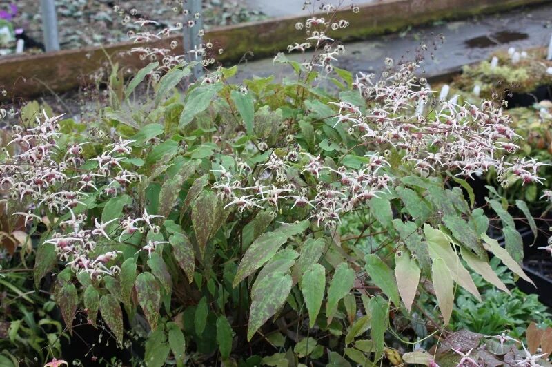 Горянка отзывы. Горянка домино. эпимедиум домино. эпимедиум epimedium domino. горянка красная.