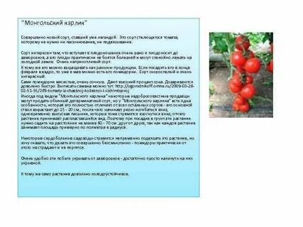 Томаты монгольский карлик фото урожайность характеристика