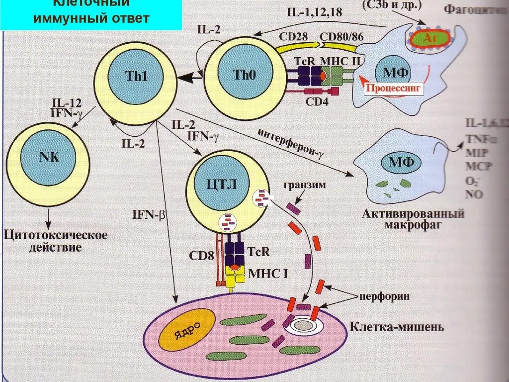 Наличие иммунного ответа. Механизм клеточного иммунного ответа иммунология. T клеточный иммунный ответ. Схема клеточного иммунного ответа.