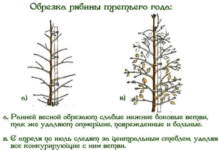 Обрезают ли березы. Формирование кроны рябины обыкновенной. Схема обрезки черноплодной рябины. Рябина обрезка формирование кроны. Обрезка рябины обыкновенной весной схема.