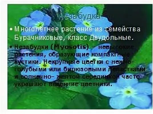 Чему учит сказка незабудка. Изложение Незабудка. Сказка Незабудка. Изложение с элементами сочинения Незабудка. Сказка о незабудке план.