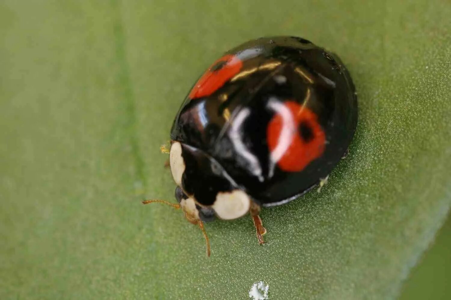 Жук грибовик. Жесткокрылые божья коровка. Коровка 2-точечная (adalia bipunctata l. Двухточечная божья коровка. Красный жук с черными пятнами на спине.