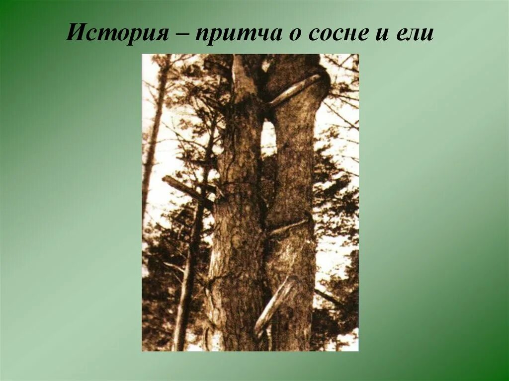 Ель и сосна. Кладовая солнца пришвин сосна и ель. Рассказ про ель и сосну. Эпизод сосна и ель кладовая солнца. Пришвин ель и сосна рассказ.