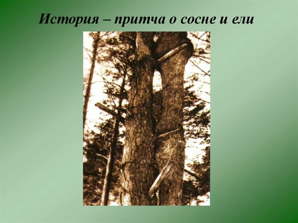 Ель и сосна на блудовом болоте. Ель и сосна кладовая солнца. Кладовая солнца пришвин сосна и ель. Притча о сосне и ели. Иллюстрация ель и сосна на Блудовом болоте.