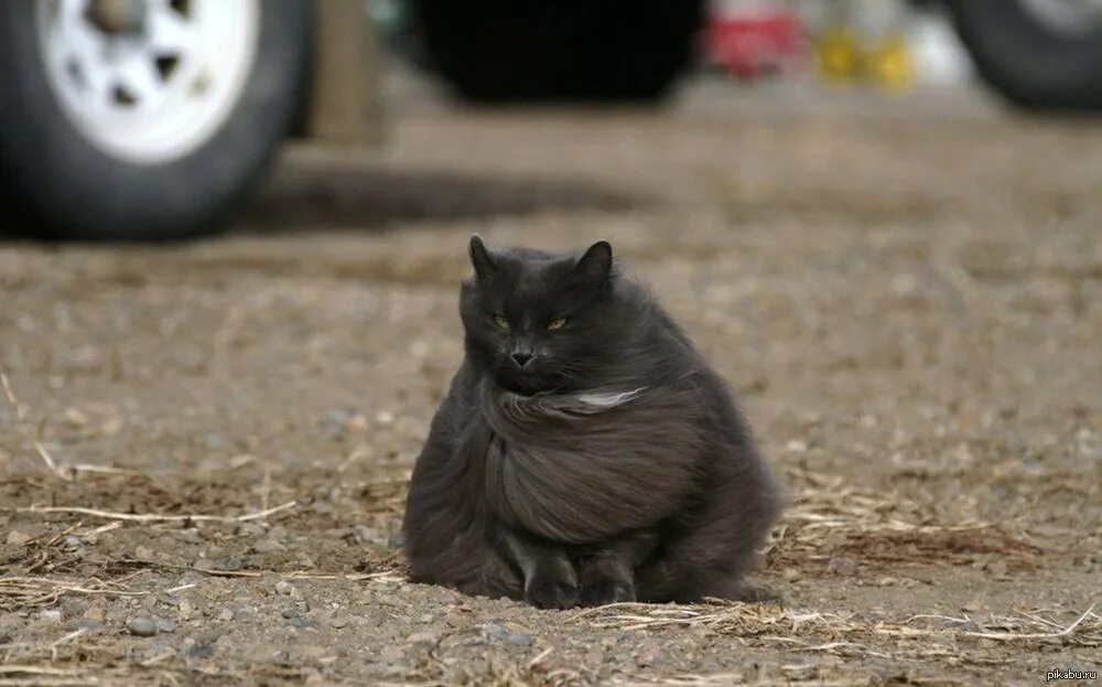Wind cat