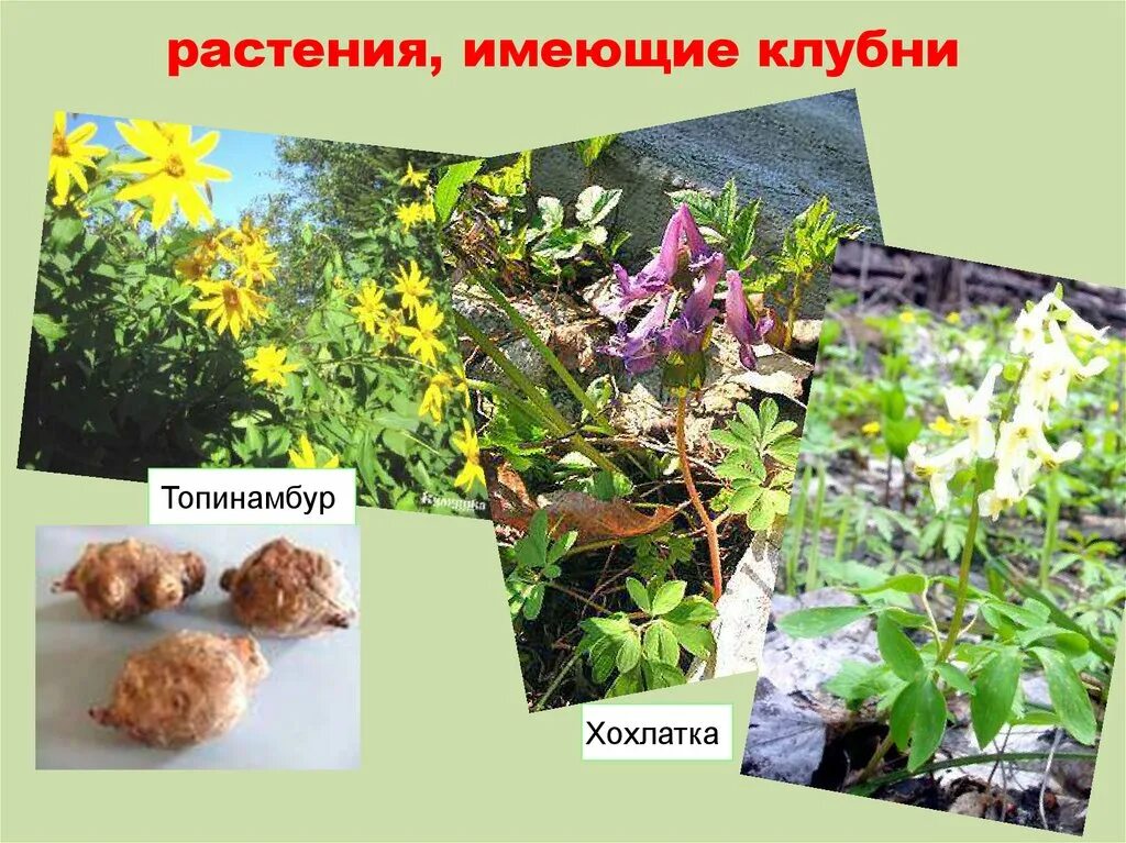 Растение имеющее цветок. Клубни.хохлатки. топинамбура. хохлатка видоизмененный побег. клубни хохлатки видоизмененный побег. хохлатка растение клубни.