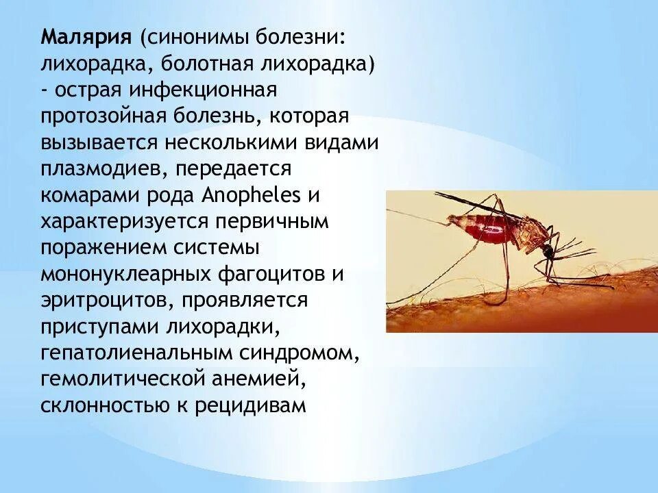 Малярия этиология нмо ответы. Малярийный комар возбудитель. Возбудитель малярии в Комаре. Малярийный комар заболевания. Малярийный плазмодий заболевание.