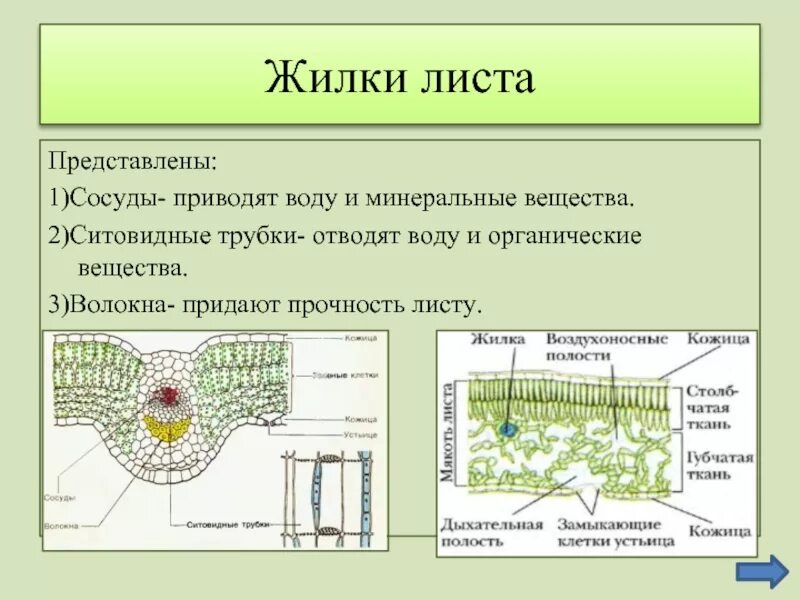 Какая ткань образует структуру листа. Строение жилок листа 6 класс. Строение жилки листа волокна. Строение листовой жилки. Жилки листа сосуды ситовидные трубки.