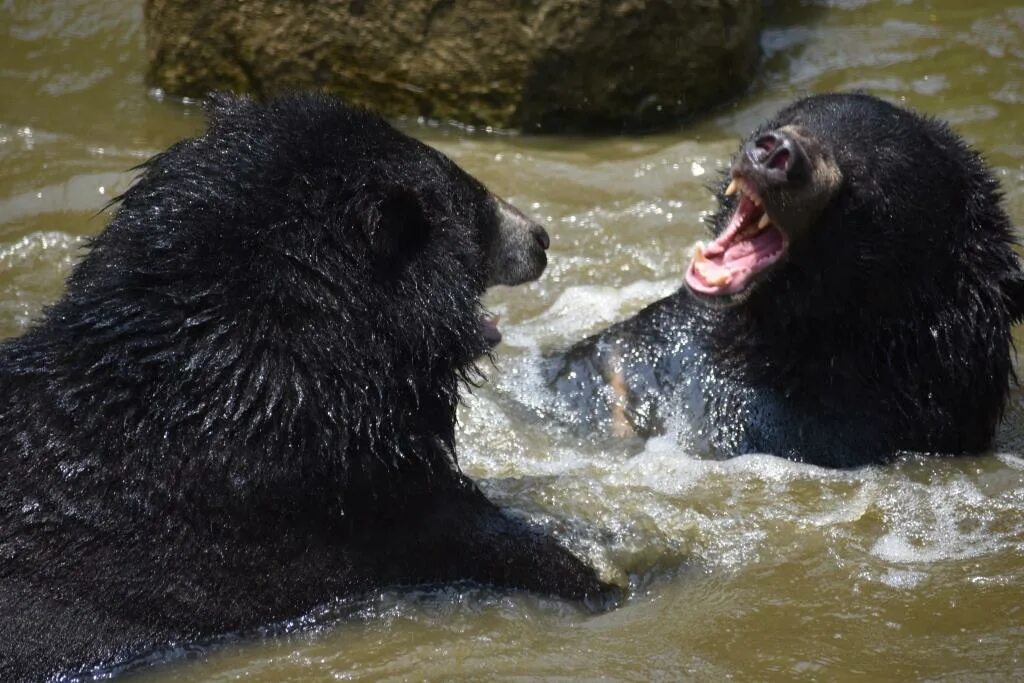 Медведь умывается. Ursus thibetanus laniger. Гималайский медведь дерется. Черные медведи Тайвань. Медведь умывается фото.