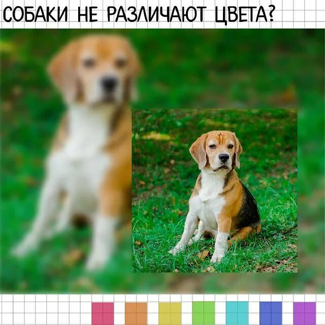 собаки не различают цветов. собаки не различают цветов. какие цвета различают собаки. собаки не различают цветов. какие цвета видят собаки.