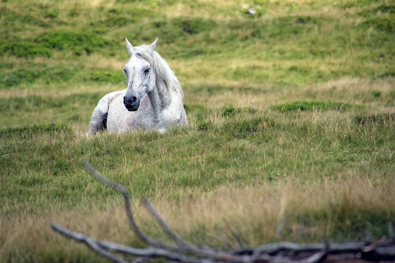 Grass animals. Животные в траве.