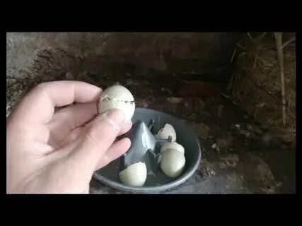 Сколько фазан сидит на яйцах дней