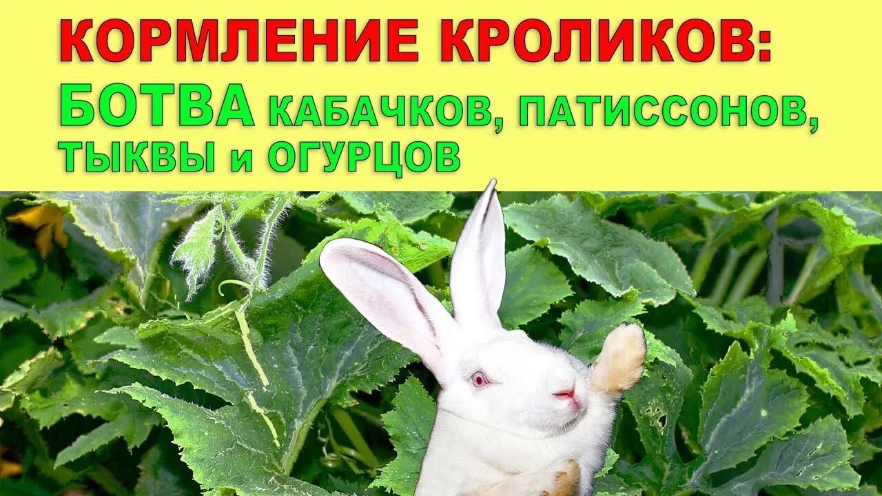 Можно кроликам тыкву. Кролик в траве. Кормление кроликов. Корм для кроликов. Какую траву нельзя кроликам.