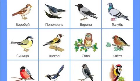 зимующие птицы картинки для детей: 2 тыс изображений найдено в Яндекс  Картинках