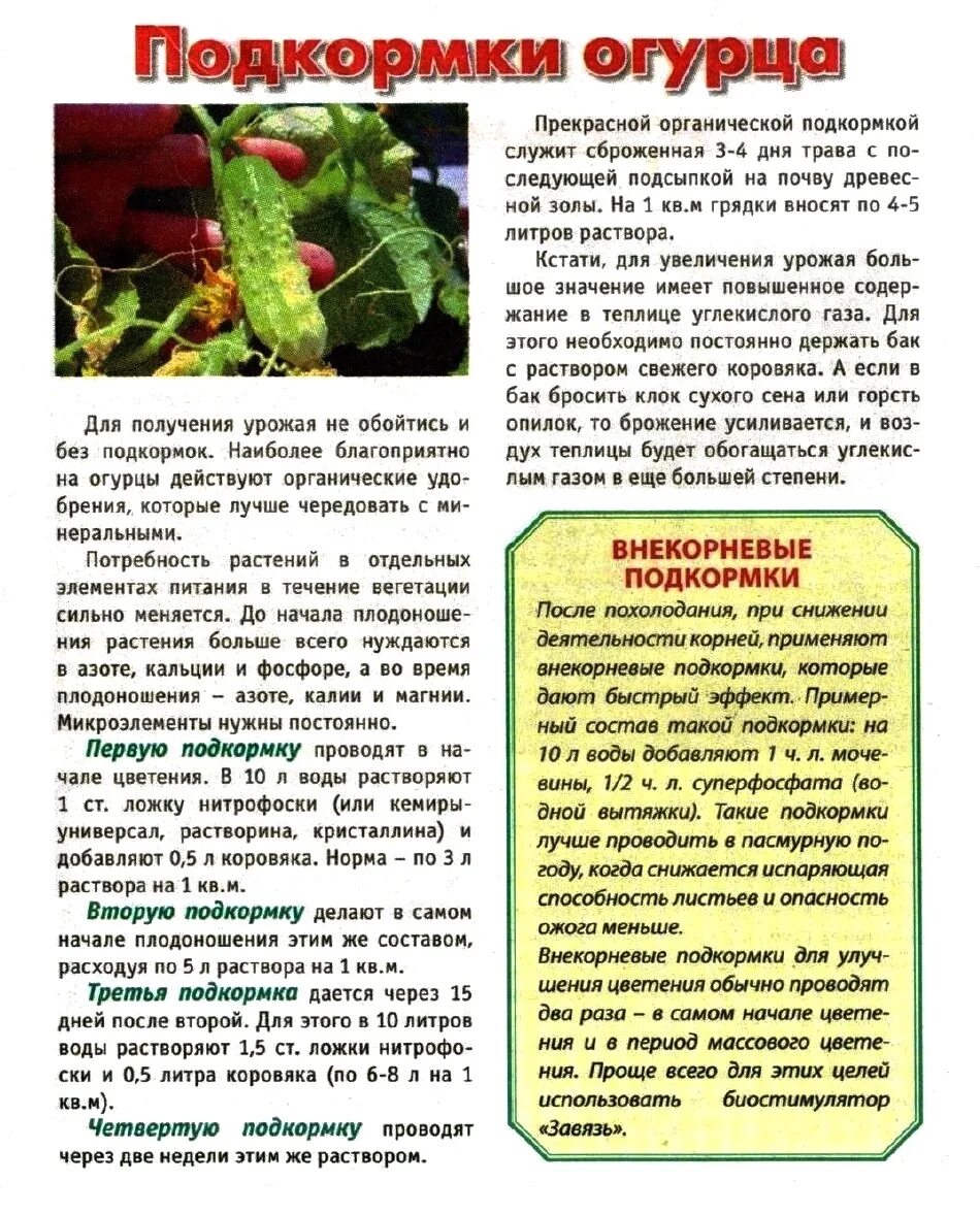 Посадка огурцов чем удобрить. Подкормка огурцов. Подкормка огурцов в теплице. Огурцы удобрение для подкормки. Схема удобрения огурцов в открытом грунте.