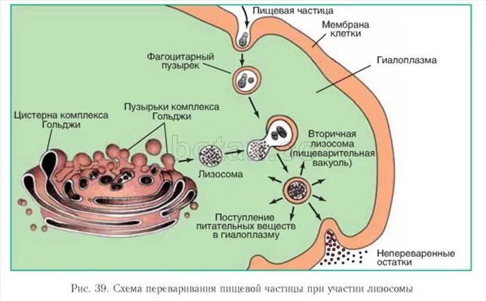 Слияние лизосомы с фагоцитозным пузырьком