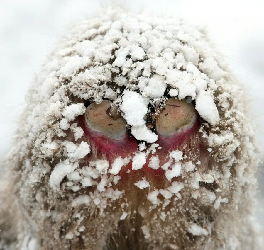 Frozen monkey. Замерзшая обезьяна.