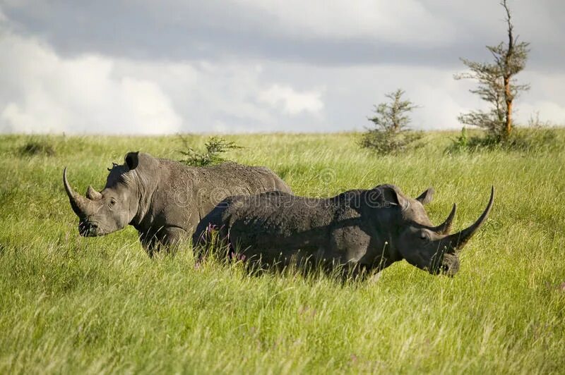 Носороги буйволы слоны обитают. Национальный парк Серенгети носороги. Национальный парк Крюгера черный носорог. Кения носорог. Зеленый носорог.