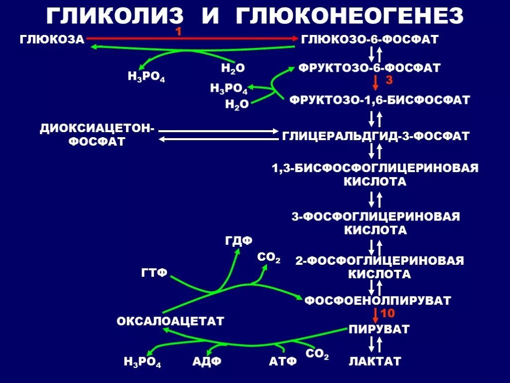 Общие реакции гликолиза и глюконеогенеза. Синтез Глюкозы - глюконеогенез. Гликогенолиз биохимия схема. Схема глюконеогенеза биохимия. Протекание гликолиза кольцевые