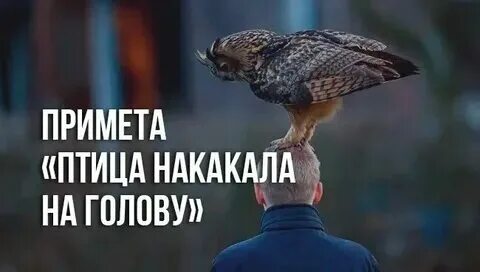 Приметы птичка накакала на руку