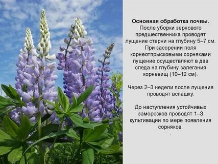 Люпин описание