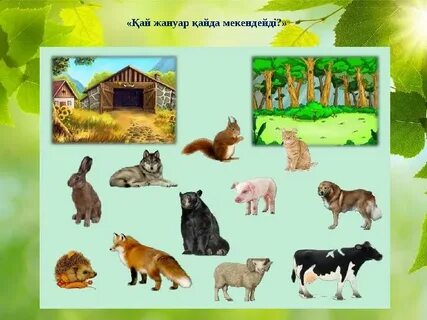 Ирина ханым жұптың үстемдігі