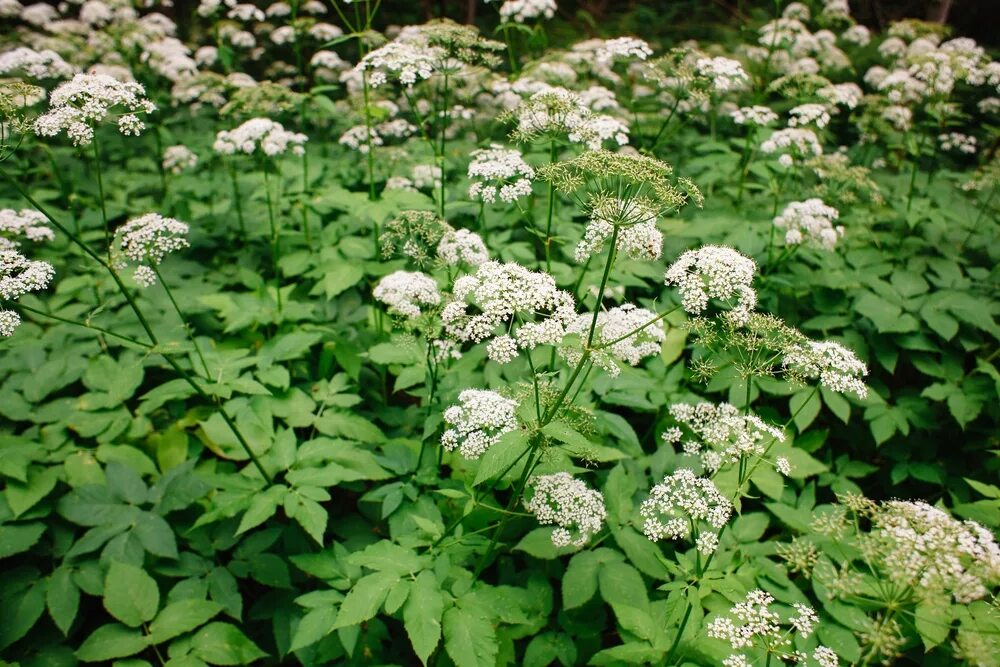 Сныть обыкновенная (Aegopodium podagraria). Сныть обыкновенная (Aegopodium podagraria l.). Сныть (Aegopodium podagraria). Сныть (Aegopodium). Сныть обыкновенная значение и применение