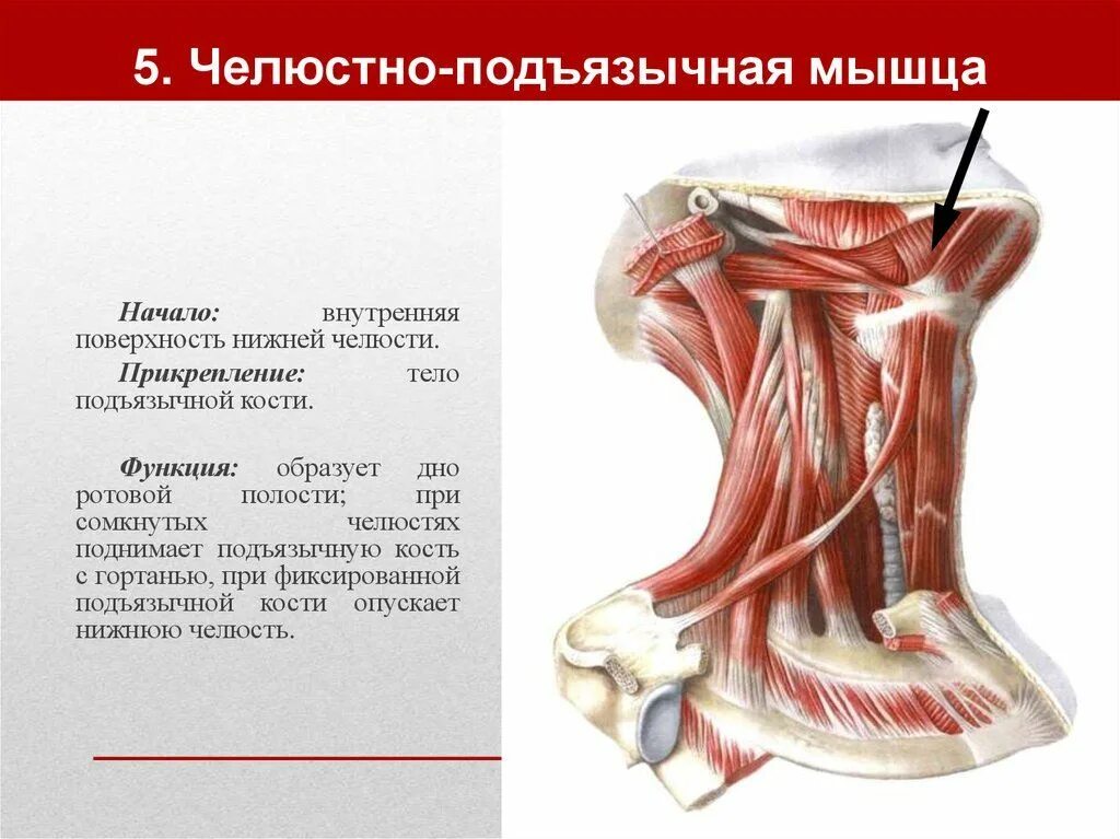 Передняя лестничная мышца шеи анатомия. Лопаточно подъязычная мышца шеи. Анатомия шеи подъязычная кость. Грудино подъязычная мышца начало прикрепление функции.